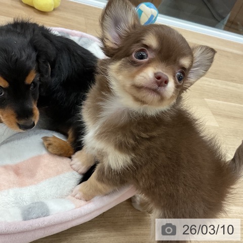 福岡県のチワワ(ロング) (ペットプラス 八幡東店/2026年1月8日生まれ/女の子/チョコレートタンホワイト)の子犬の3枚目の画像