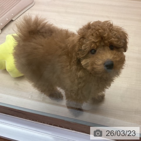 三重県のトイプードル(トイ) (ペッツワン 桑名店/2026年1月3日生まれ/男の子/アプリコット)の子犬の3枚目の画像