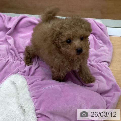 福岡県のトイプードル(トイ) (ペットプラス 黒崎店/2026年1月3日生まれ/女の子/アプリコット)の子犬の4枚目の画像