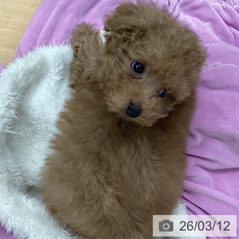福岡県のトイプードル(トイ) (ペットプラス 黒崎店/2026年1月3日生まれ/女の子/アプリコット)の子犬の3枚目の画像