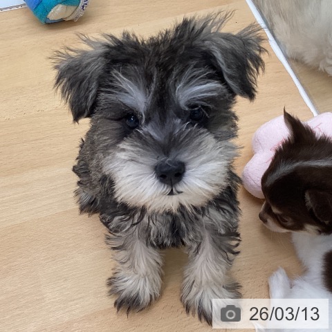 ミニチュア・シュナウザーの写真