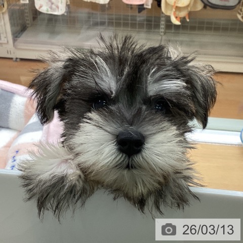 ミニチュア・シュナウザーの写真