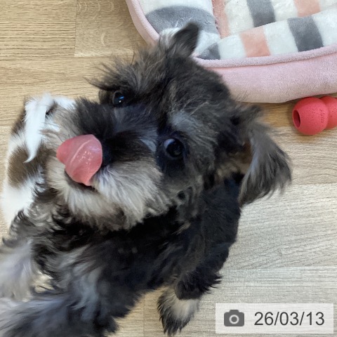 福岡県のミニチュアシュナウザー (ペットプラス ららぽーと福岡店/2026年1月8日生まれ/男の子/ソルトペッパー)の子犬の4枚目の画像