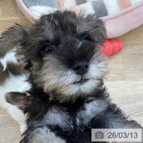 福岡県のミニチュアシュナウザー (ペットプラス ららぽーと福岡店/2026年1月8日生まれ/男の子/ソルトペッパー)の子犬の3枚目の画像