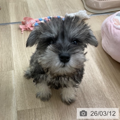 ミニチュア・シュナウザーの写真