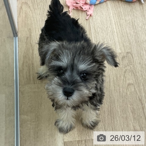 福岡県のミニチュアシュナウザー (ペットプラス 春日店/2026年1月8日生まれ/男の子/ソルトペッパー)の子犬の3枚目の画像