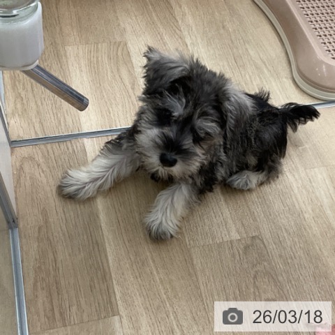 ミニチュア・シュナウザーの写真