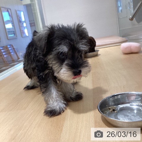 鹿児島県のミニチュアシュナウザー (ペットプラス 姶良店/2026年1月8日生まれ/男の子/ソルトペッパー)の子犬の3枚目の画像