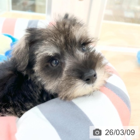 ミニチュア・シュナウザーの写真