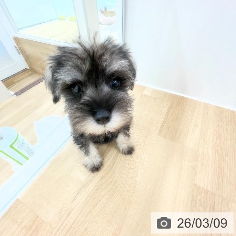 ミニチュア・シュナウザーの写真