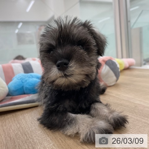 ミニチュア・シュナウザーの写真