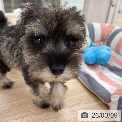 ミニチュア・シュナウザーの写真