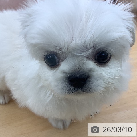 ペキニーズの写真