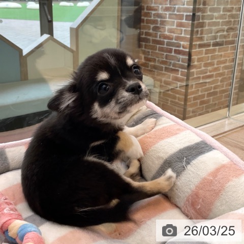 福岡県のチワワ(ロング) (ペットプラス ららぽーと福岡店/2026年1月2日生まれ/女の子/ブラックタンホワイト)の子犬の3枚目の画像