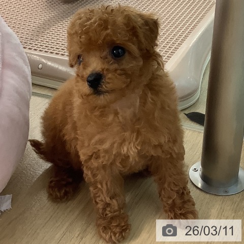 トイ・プードルの写真