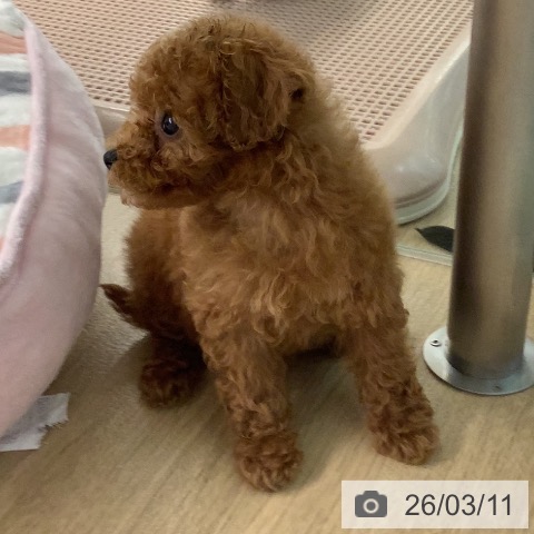 トイ・プードルの写真