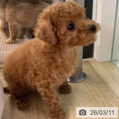 トイ・プードルの写真