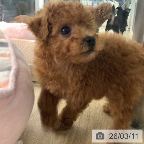 トイ・プードルの写真