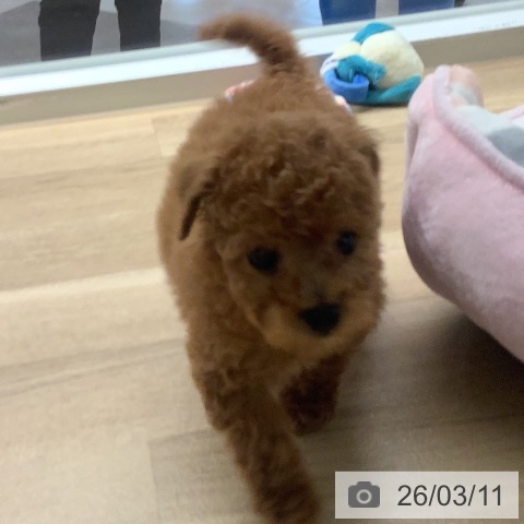 トイ・プードルの写真