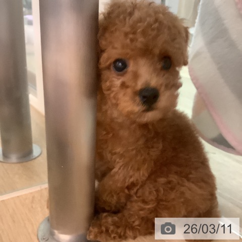 トイ・プードルの写真