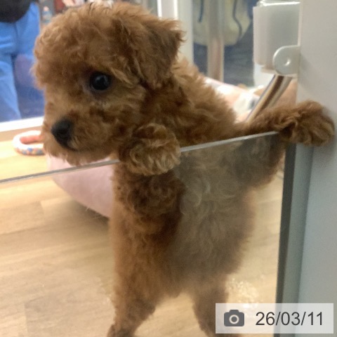 トイ・プードルの写真