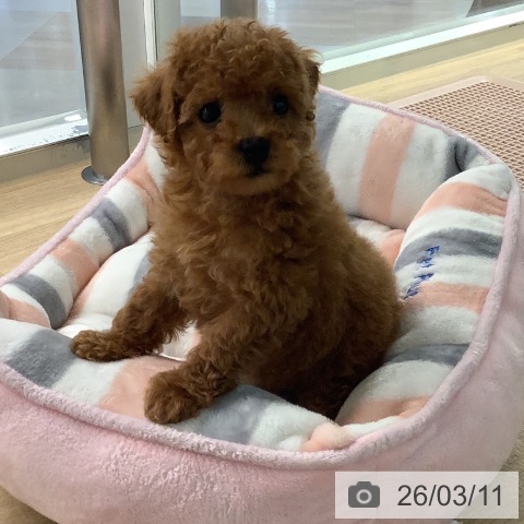 宮崎県のトイプードル(トイ) (ペットプラス 宮崎店/2026年1月1日生まれ/女の子/レッド)の子犬の4枚目の画像