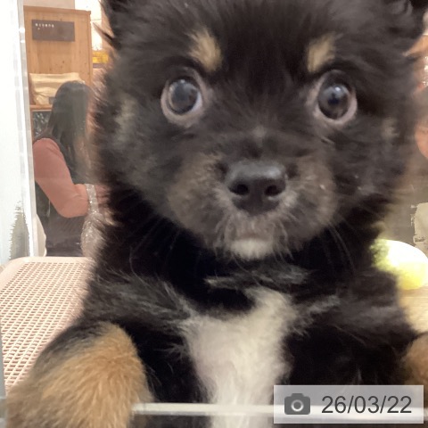 宮崎県のチワワ(ロング) (ペットプラス 宮崎店/2026年1月8日生まれ/男の子/ブラックタン)の子犬の3枚目の画像