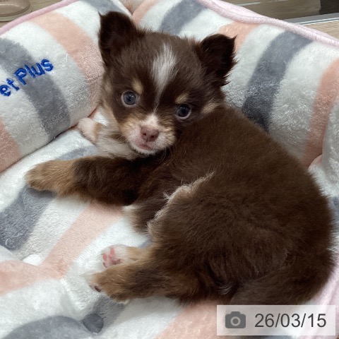 石川県のチワワ(ロング) (ペットプラス 白山店/2026年1月8日生まれ/女の子/チョコレートタンホワイト)の子犬の4枚目の画像