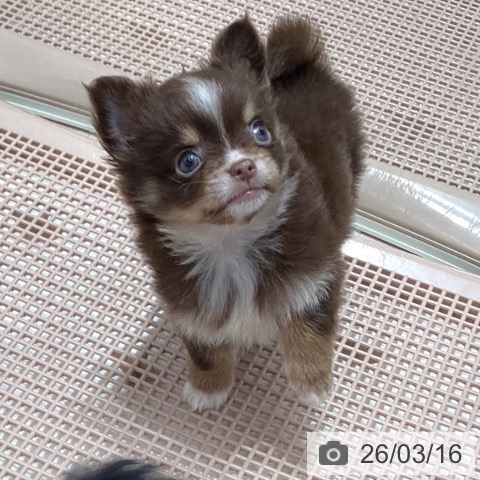 石川県のチワワ(ロング) (ペットプラス 白山店/2026年1月8日生まれ/女の子/チョコレートタンホワイト)の子犬の3枚目の画像