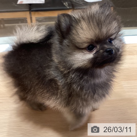 鹿児島県のポメラニアン (ペットプラス 姶良店/2026年1月7日生まれ/男の子/オレンジセーブル)の子犬の4枚目の画像