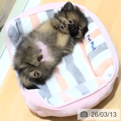 鹿児島県のポメラニアン (ペットプラス 姶良店/2026年1月7日生まれ/男の子/オレンジセーブル)の子犬の3枚目の画像