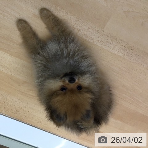 福岡県のポメラニアン (ペットプラス 福岡店/2026年1月7日生まれ/男の子/オレンジ)の子犬の4枚目の画像