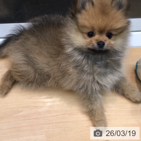 熊本県のポメラニアン (ペットプラス 熊本店/2026年1月7日生まれ/男の子/オレンジ)の子犬の3枚目の画像