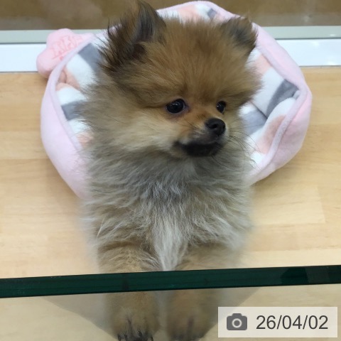 福岡県のポメラニアン (ペットプラス 福岡店/2026年1月7日生まれ/男の子/オレンジ)の子犬の3枚目の画像