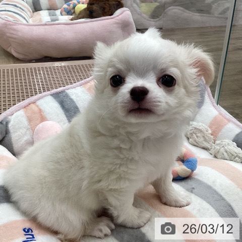 福岡県のチワワ(ロング) (ペットプラス 春日店/2026年1月7日生まれ/男の子/クリームホワイト)の子犬の4枚目の画像