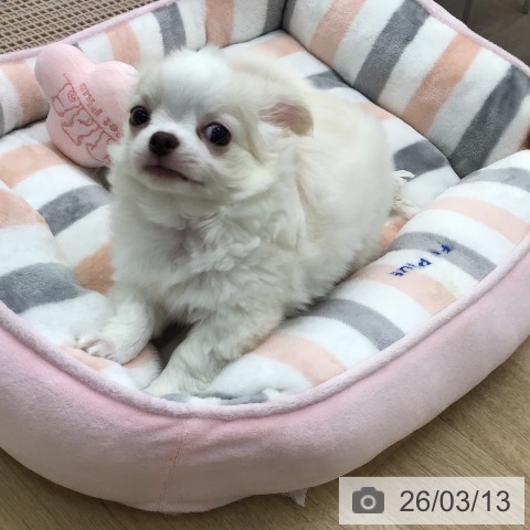 福岡県のチワワ(ロング) (ペットプラス 春日店/2026年1月7日生まれ/男の子/クリームホワイト)の子犬の3枚目の画像