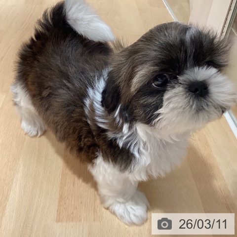 鹿児島県のシーズー (ペットプラス 姶良店/2026年1月8日生まれ/男の子/ゴールドホワイト)の子犬の3枚目の画像