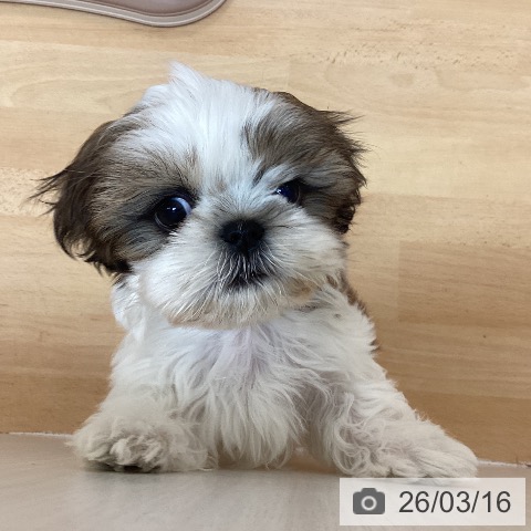 福岡県のシーズー (ペットプラス 福岡伊都店/2026年1月8日生まれ/女の子/ゴールドホワイト)の子犬の4枚目の画像