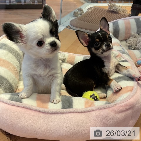 三重県のチワワ(ロング) (ペットプラス 東員店/2026年1月8日生まれ/男の子/ホワイトブラックタン)の子犬の4枚目の画像