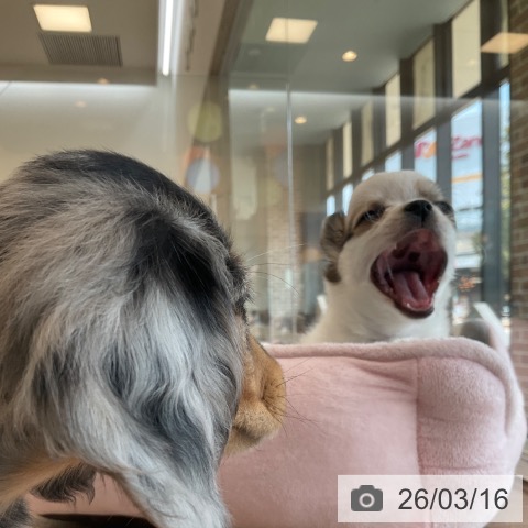 福岡県のチワワ(ロング) (ペットプラス ららぽーと福岡店/2026年1月8日生まれ/男の子/ホワイトレッド)の子犬の4枚目の画像