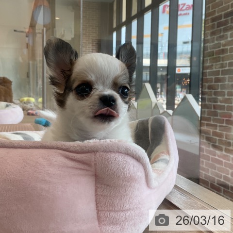 福岡県のチワワ(ロング) (ペットプラス ららぽーと福岡店/2026年1月8日生まれ/男の子/ホワイトレッド)の子犬の3枚目の画像