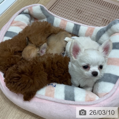 福岡県のチワワ(ロング) (ペットプラス 香椎浜店/2026年1月8日生まれ/男の子/クリームホワイト)の子犬の4枚目の画像