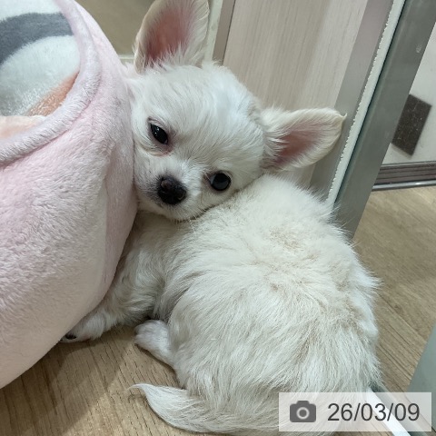 チワワの写真