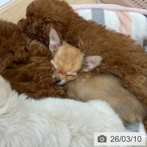 福岡県のチワワ(ロング) (ペットプラス 香椎浜店/2025年12月28日生まれ/女の子/レッドホワイト)の子犬の4枚目の画像