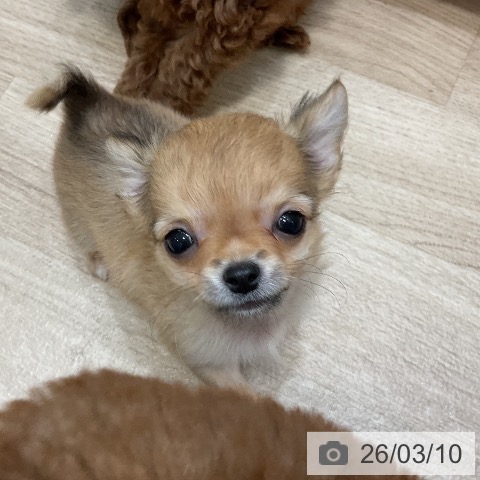 福岡県のチワワ(ロング) (ペットプラス 香椎浜店/2025年12月28日生まれ/女の子/レッドホワイト)の子犬の3枚目の画像