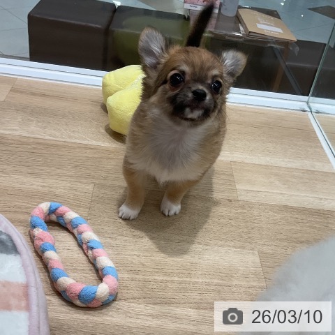 福岡県のチワワ(ロング) (ペットプラス 八幡東店/2026年1月8日生まれ/女の子/レッドホワイト)の子犬の4枚目の画像