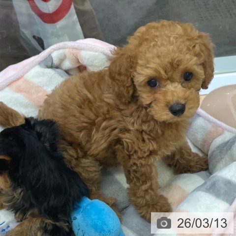 福岡県のトイプードル(トイ) (ペットプラス MARK IS 福岡ももち店/2026年1月8日生まれ/男の子/レッド)の子犬の4枚目の画像