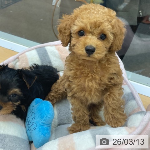 福岡県のトイプードル(トイ) (ペットプラス MARK IS 福岡ももち店/2026年1月8日生まれ/男の子/レッド)の子犬の3枚目の画像