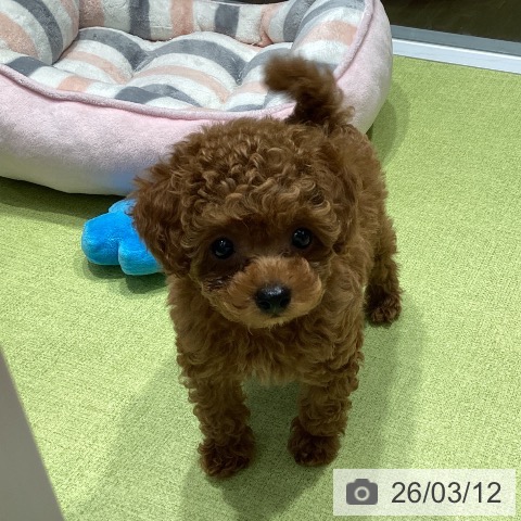 トイ・プードルの写真