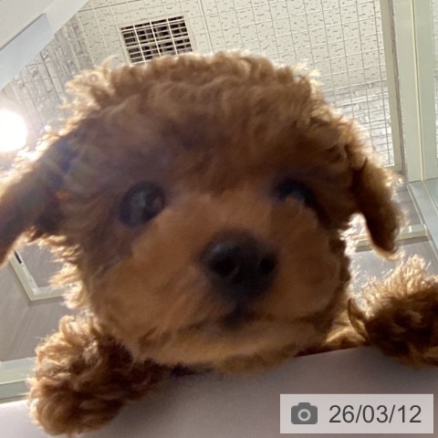 トイ・プードルの写真